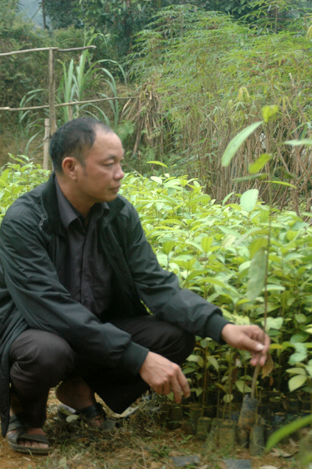 Anh Bàn Hữu An giới thiệu kỹ thuật ươm để có những cây quế giống chất lượng cao.